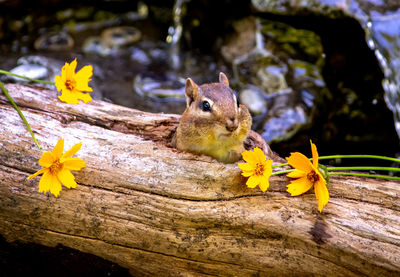 A small chipmunk peeps out of her hollow log home to find pretty yellow flowers