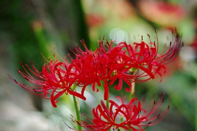 Close-up of red flowering plant