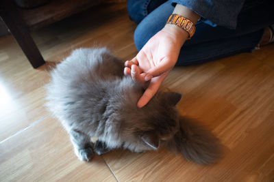 High angle view of cat lying on hardwood floor