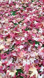 Full frame shot of pink leaves