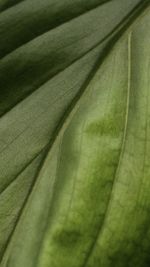 Detail shot of leaves