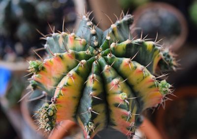 Close-up of succulent plant