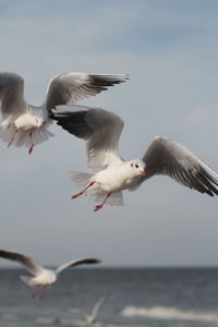 Seagulls flying over sea against sky