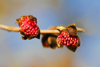 Close-up of strawberries on plant