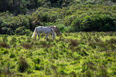 Horse grazing in field