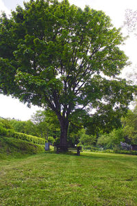 Trees on field against sky