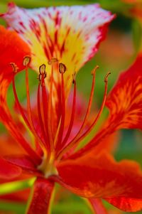 Close-up of day lily