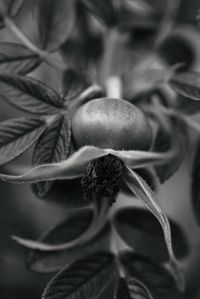 Close-up of berry growing on plant