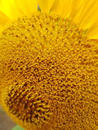Close-up of yellow flowering plant