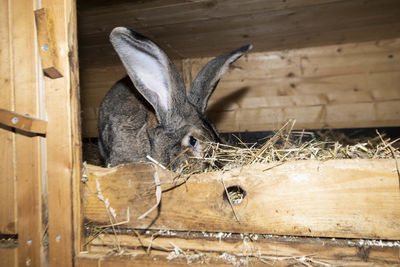 A rabbit or a hare in livestock farming and breeding