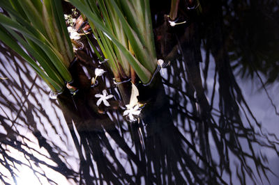 Close-up of plant by lake