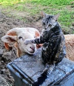 Cat outdoors