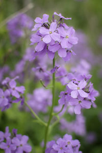 Close-up of purple flowering plant