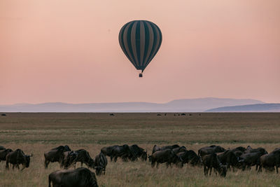 Hot air balloons on field against sky during sunset