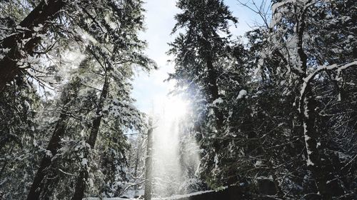 Low angle view of waterfall against trees in forest