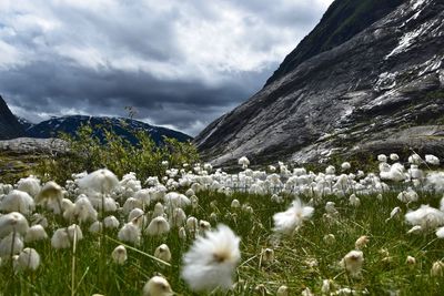 White flowers on landscape against sky