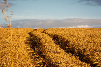 Scenic view of agricultural field against sky