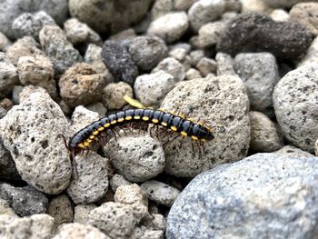 High angle view of butterfly on rock