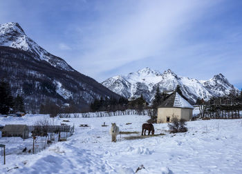 View of sheep on snow covered mountain against sky