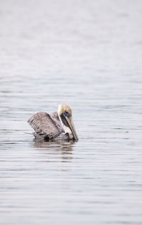 Duck swimming in a lake