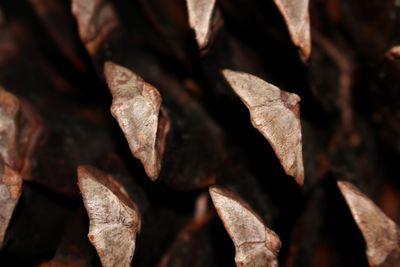 Full frame shot of pine cone