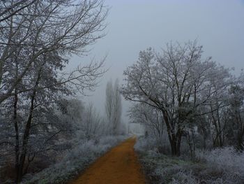 Road amidst bare trees against sky