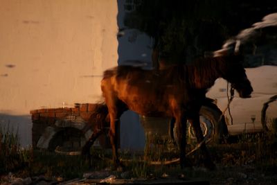 Horse on ground against sky during sunset
