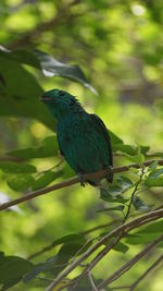 Bird perching on a branch