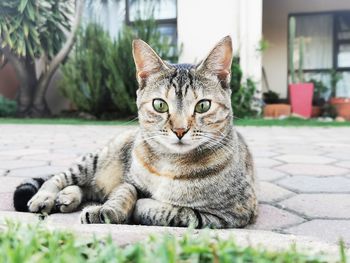 Close-up portrait of a cat