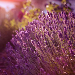 Closeup of lavender flower field at sunset rays