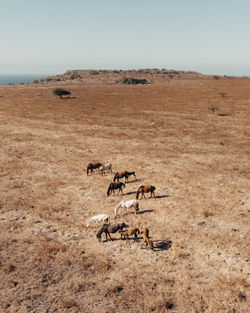 View of sheep on field against sky