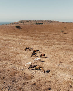 View of horses on desert against sky