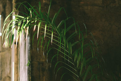 Close-up of fresh green plants in water