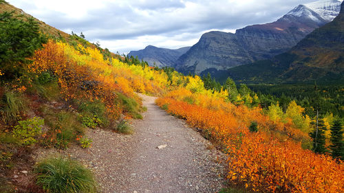 Road amidst plants against sky during autumn