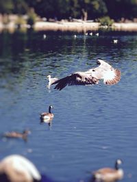 Bird flying over lake