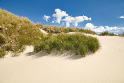 Plants growing on sand dune