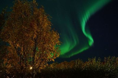 Scenic view of trees against sky