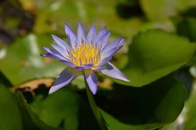 Close-up of purple water lily