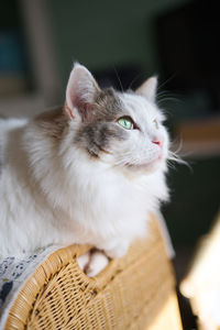 White cat sitting on small shelf relaxing