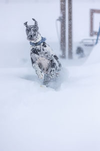 Great dane blasting through the snow