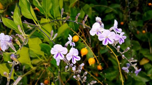 Close-up of flowers blooming outdoors