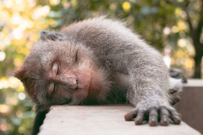 Close-up of a monkey sleeping and resting. long-tailed macaque sleeping on the ground.