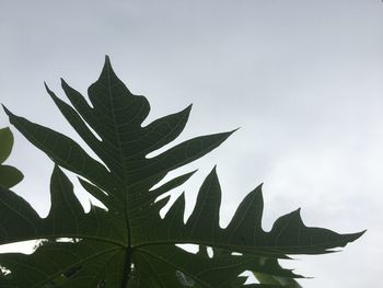 Low angle view of leaves against sky