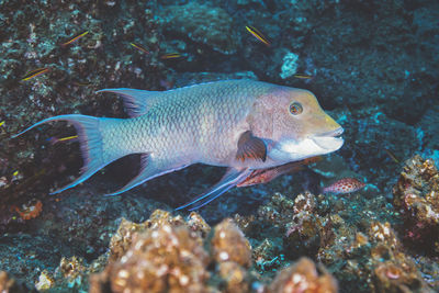 Close-up of fish swimming in sea