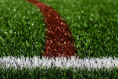 Close-up of fresh green grass in field