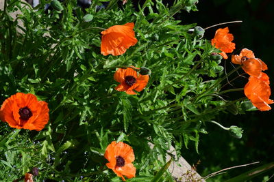 Close-up of orange flowers blooming outdoors