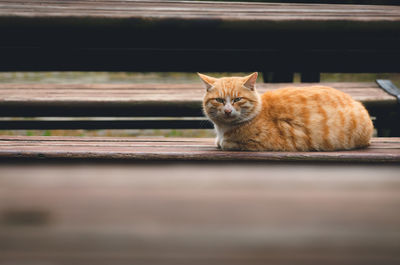 Cat on bench