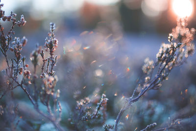 Frosty morning.