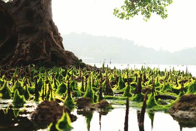 Plants growing by lake against sky