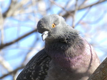 Close-up of pigeon perching on a tree